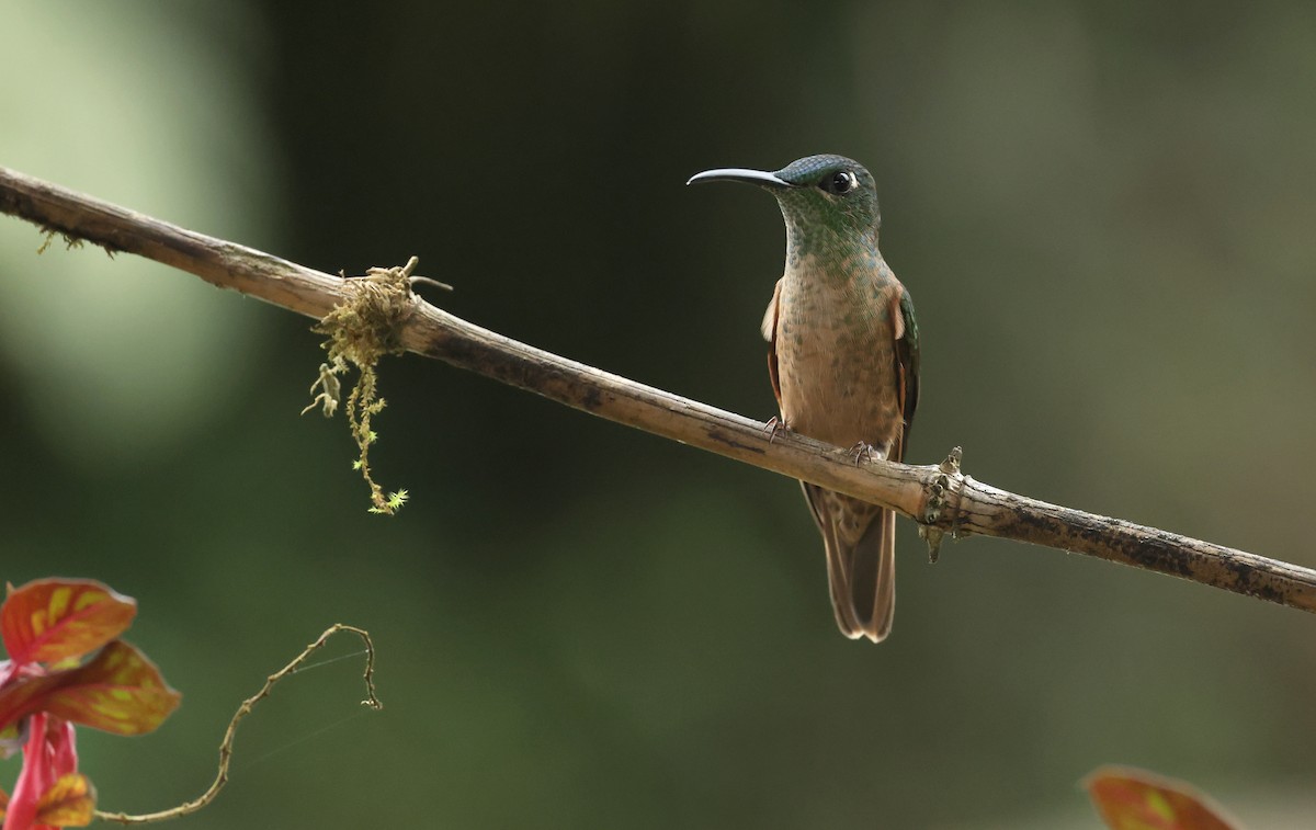 Fawn-breasted Brilliant - ML646086483