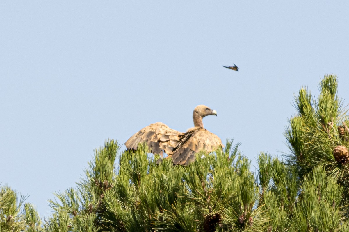 Eurasian Griffon - ML646086484