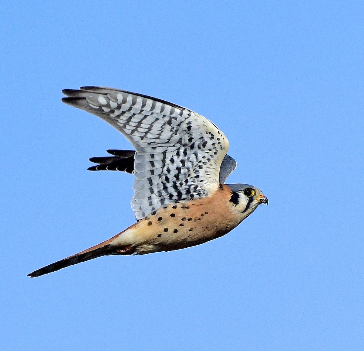 American Kestrel - ML646086486
