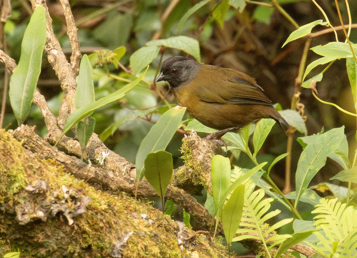 Large-footed Finch - ML646086489