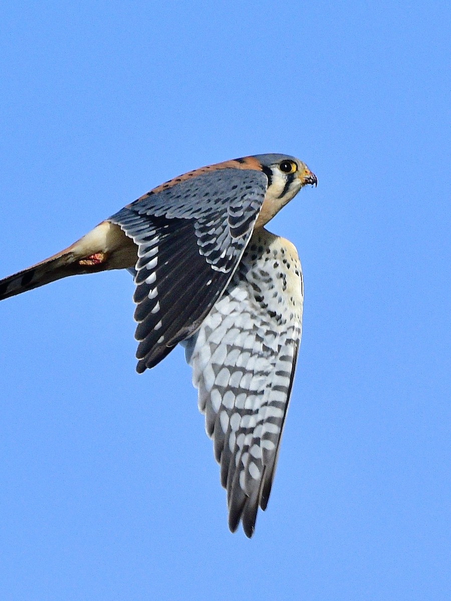 American Kestrel - ML646086490
