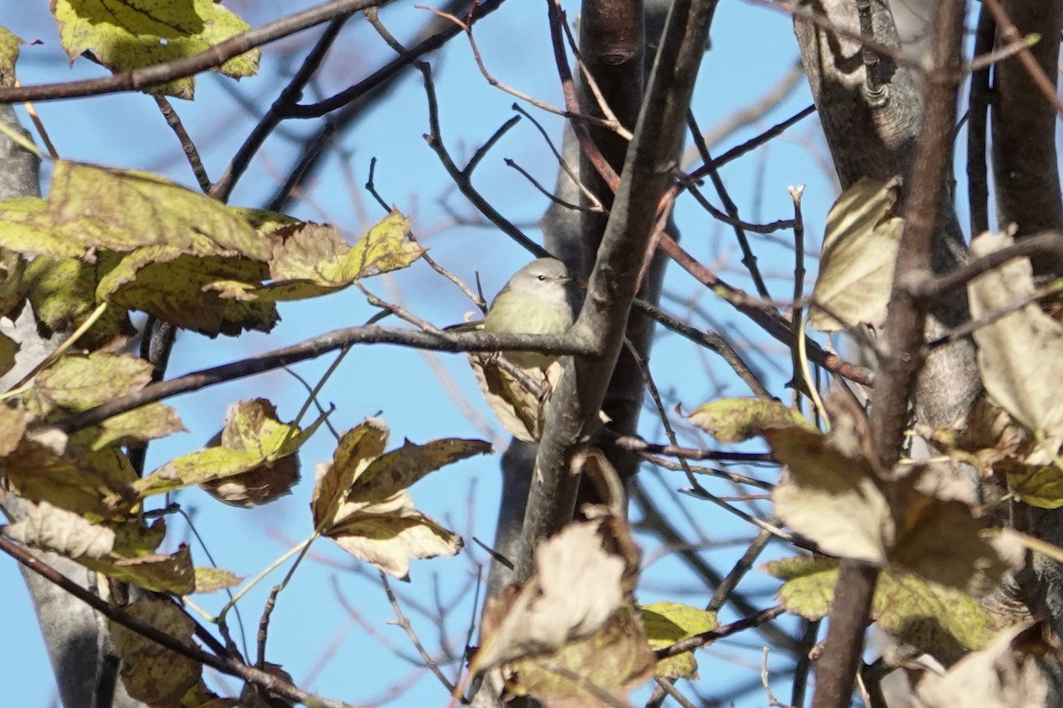 Orange-crowned Warbler - ML646086498