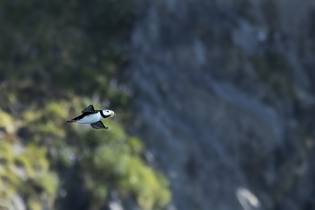 Horned Puffin - ML646086501