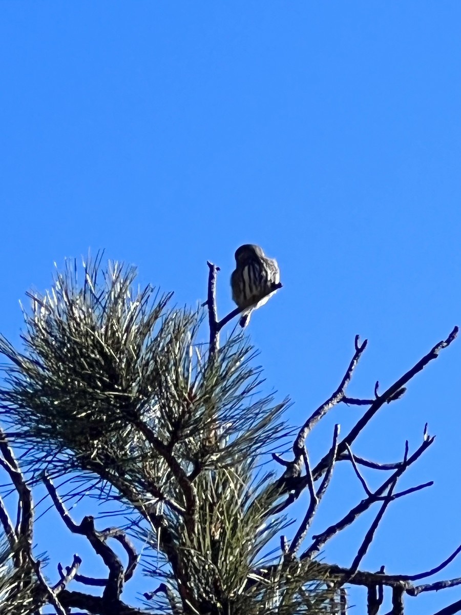 Northern Pygmy-Owl - ML646086506