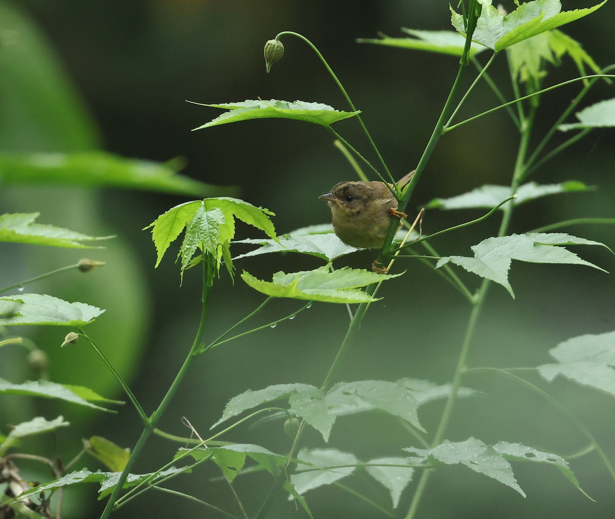 Three-striped Warbler - ML646086519