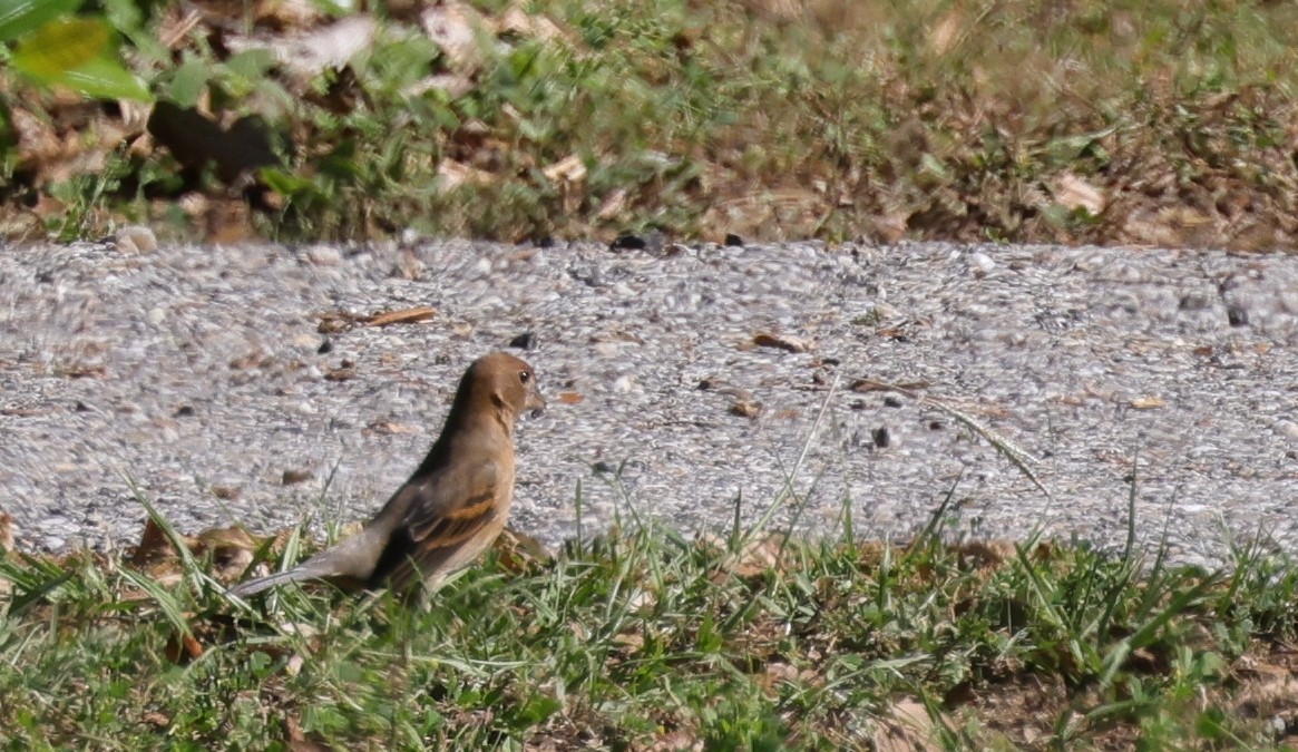 Blue Grosbeak - ML646086522