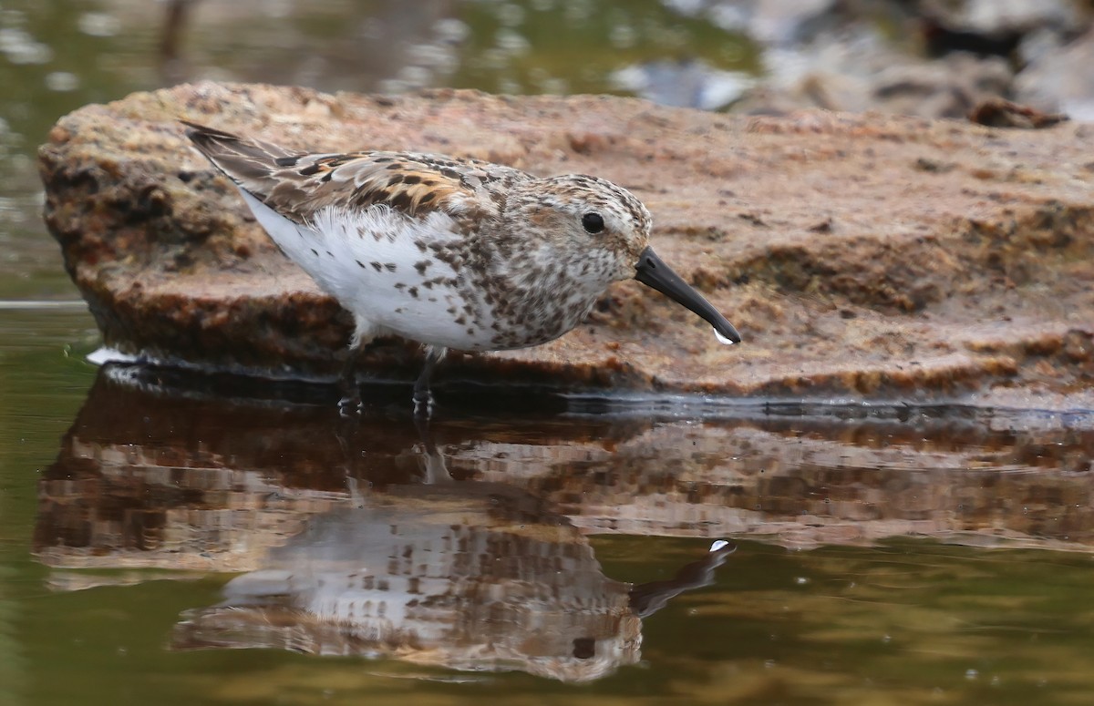 Western Sandpiper - ML646086527