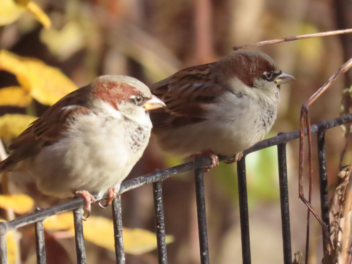 家麻雀 - ML646086533