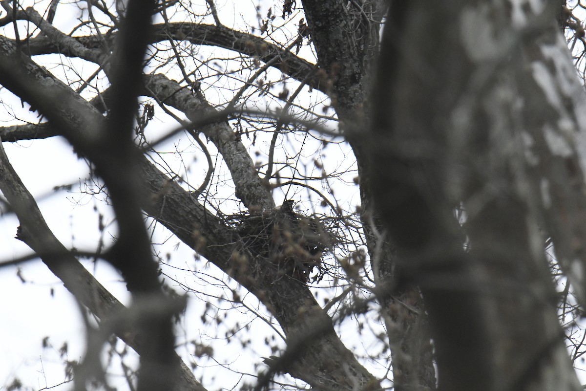 דורס יום בלתי-מזוהה (עקב) - ML646086534