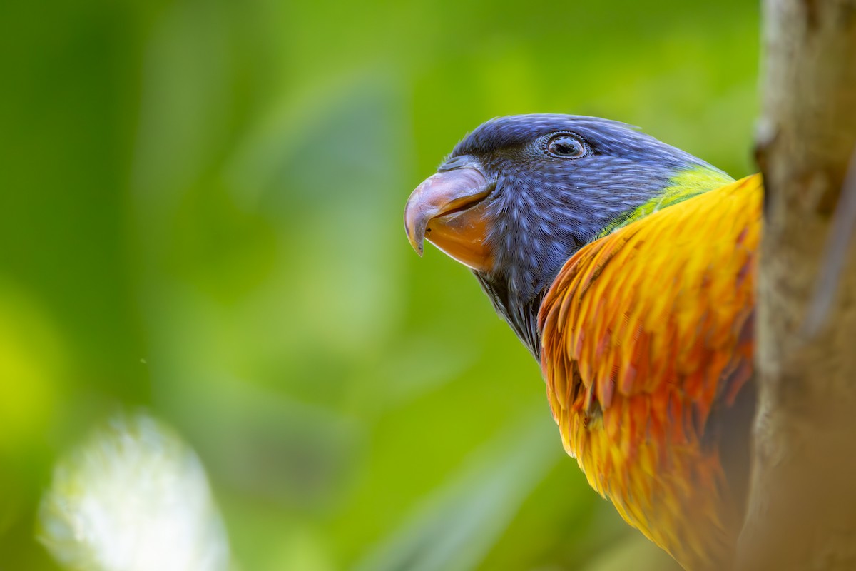 Rainbow Lorikeet - ML646086536