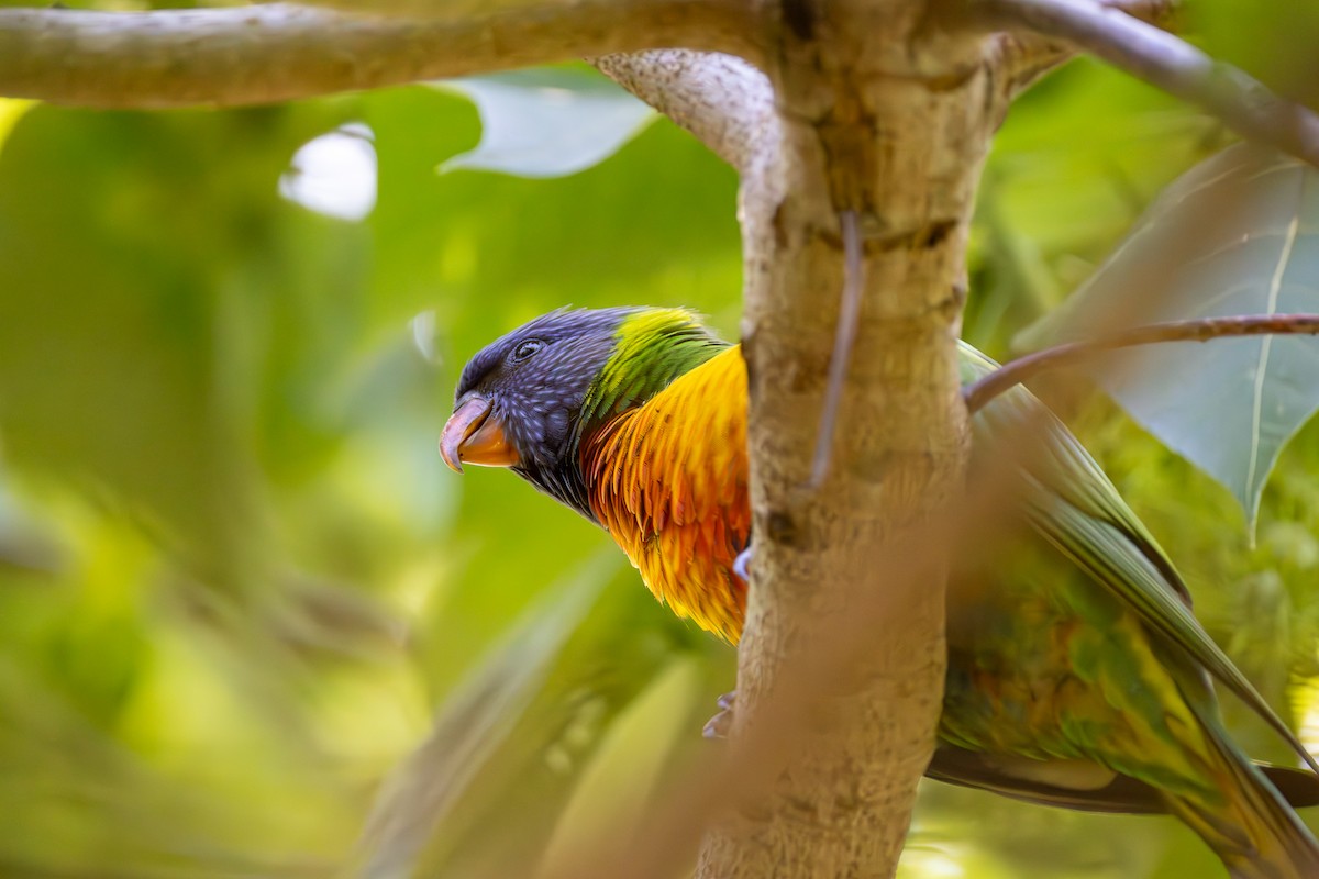 Rainbow Lorikeet - ML646086537