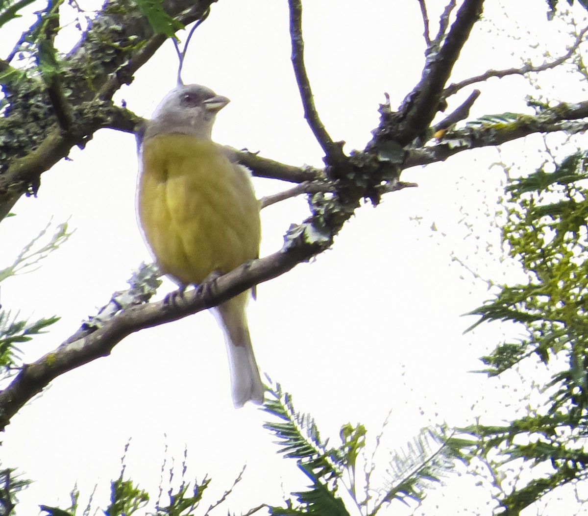 Blue-and-yellow Tanager - ML646086538