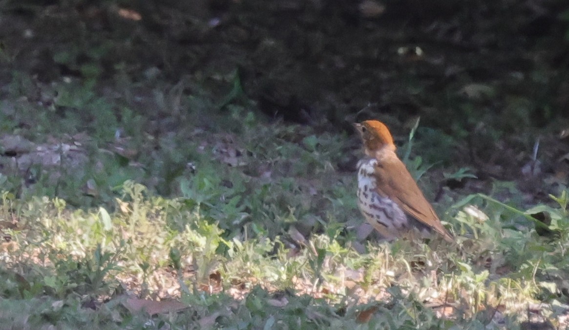 Wood Thrush - ML646086548