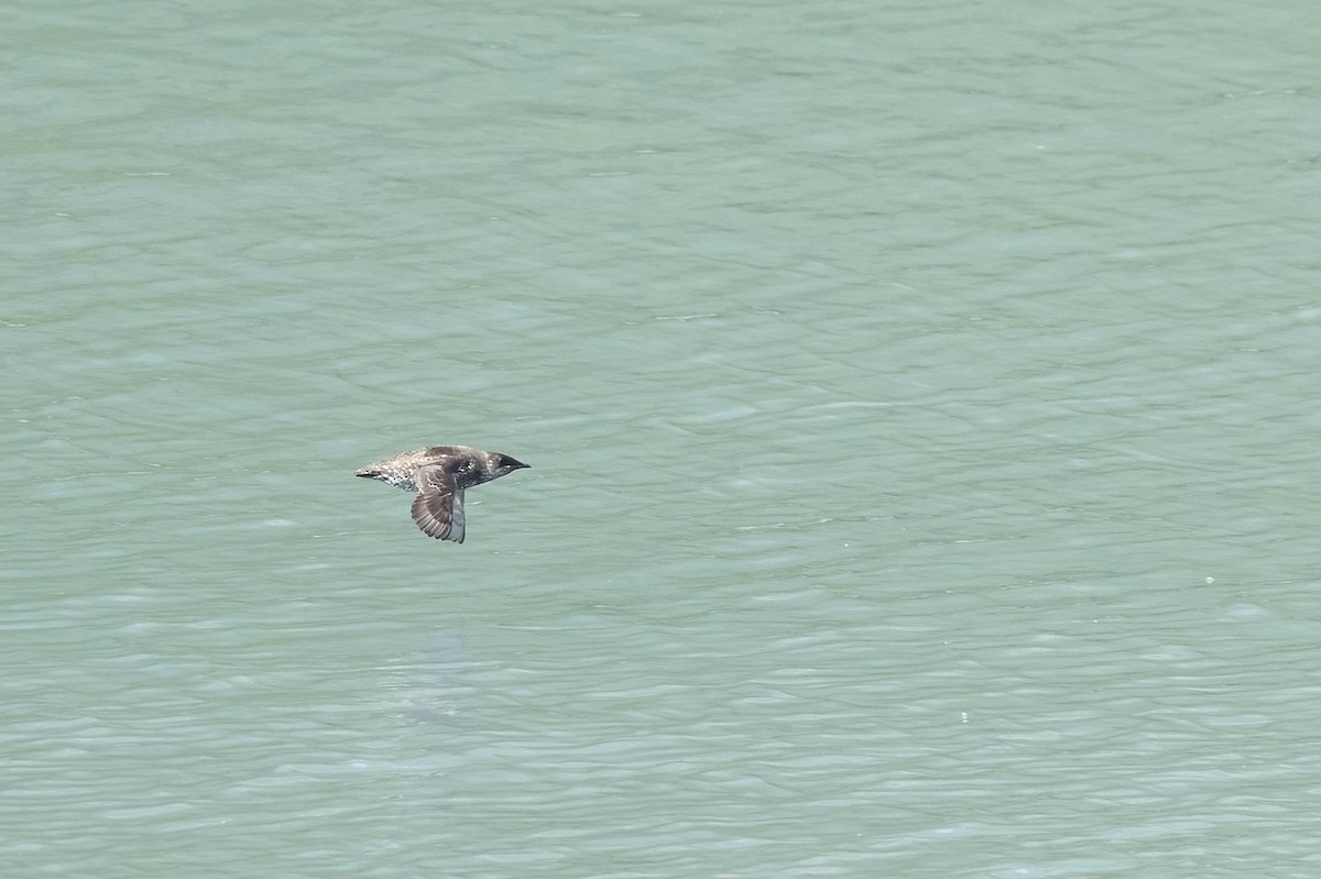 Пижик короткодзьобий - ML646086551