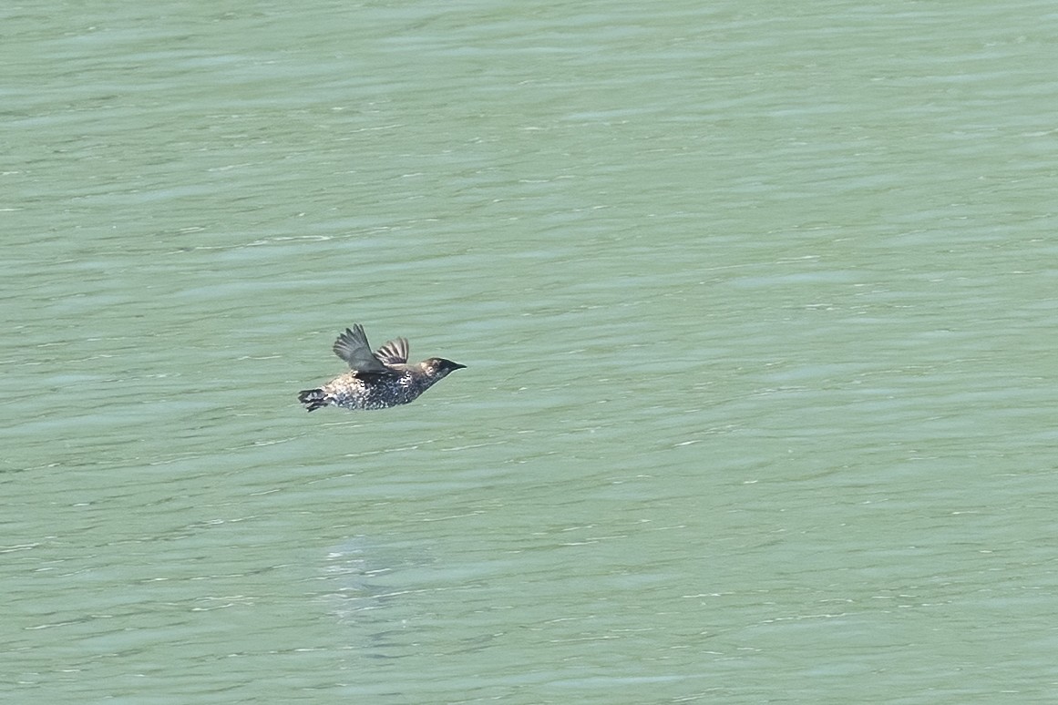 Пижик короткодзьобий - ML646086552