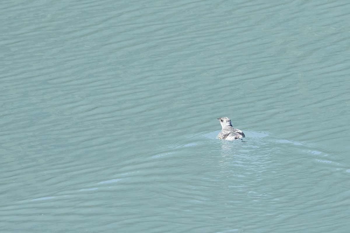 Пижик короткодзьобий - ML646086554