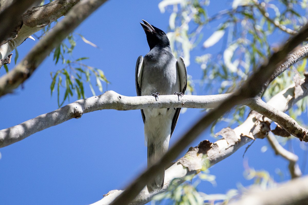 Black-faced Cuckooshrike - ML646086555