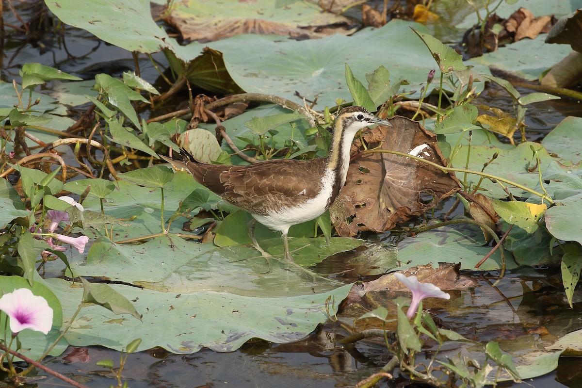ז'קנה זנבתנית - ML646086560