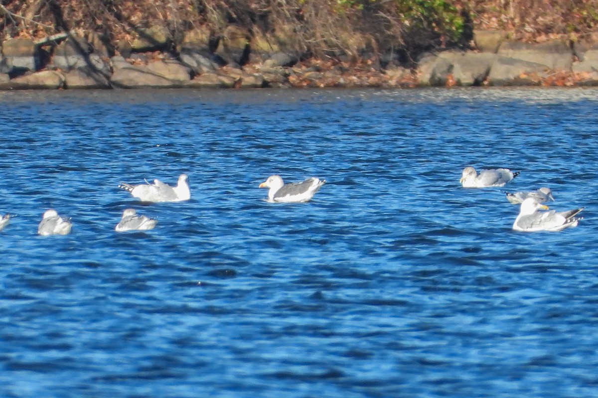 Zafferano - ML646086572