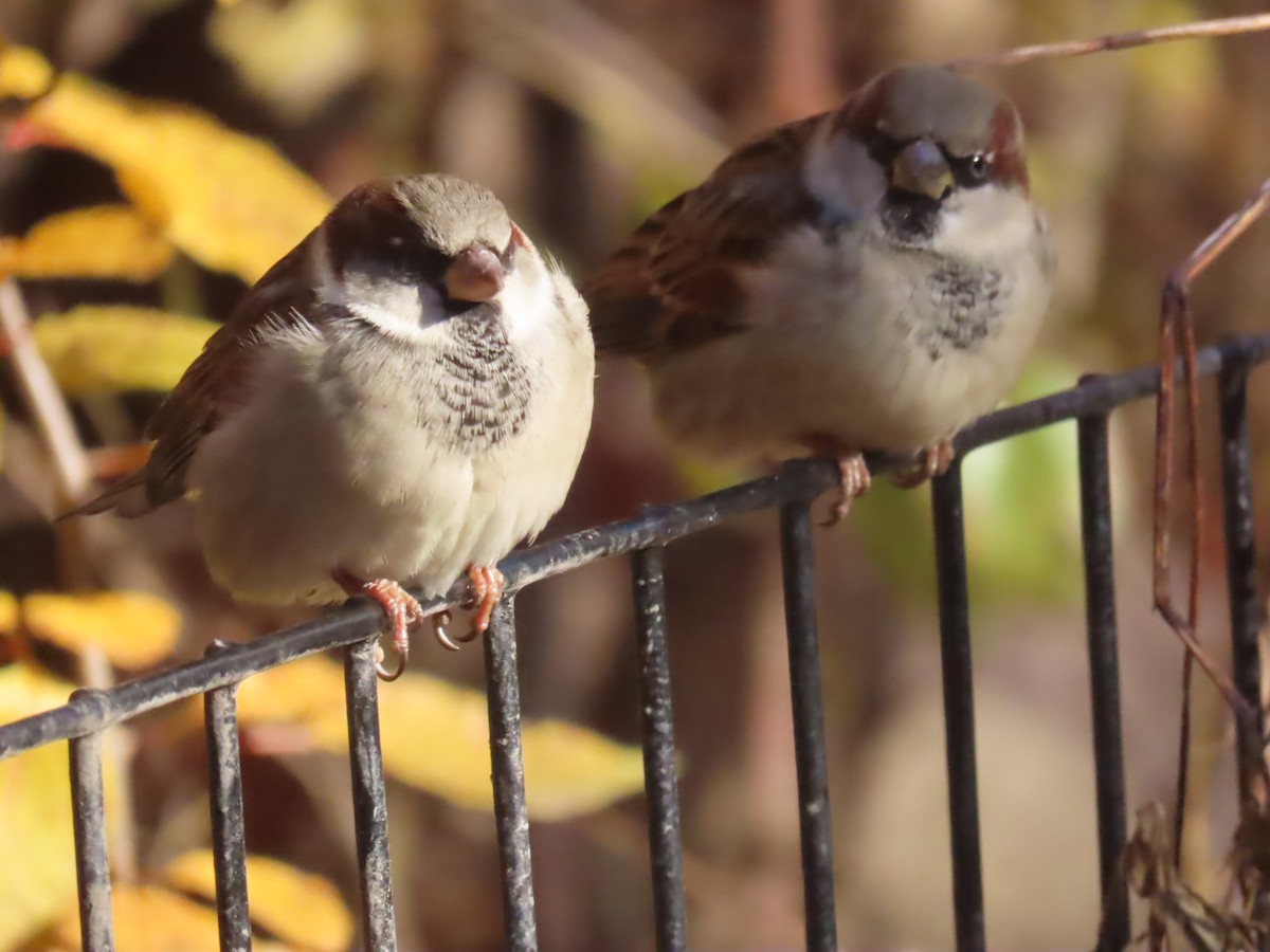 家麻雀 - ML646086573