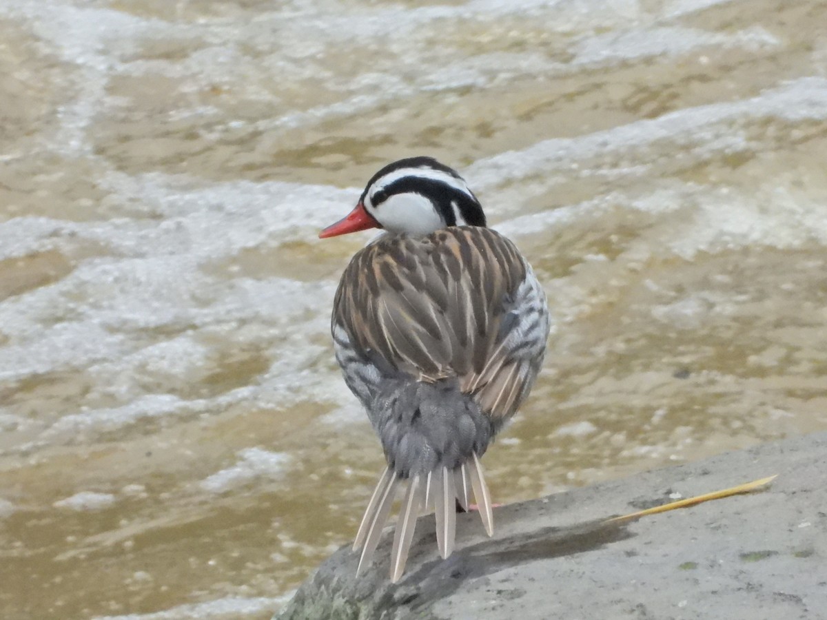 Torrent Duck - ML646086574