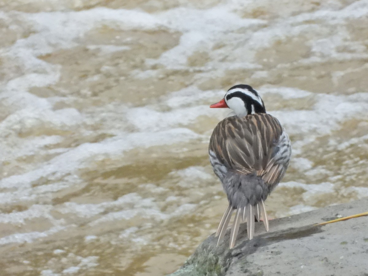 Torrent Duck - ML646086575