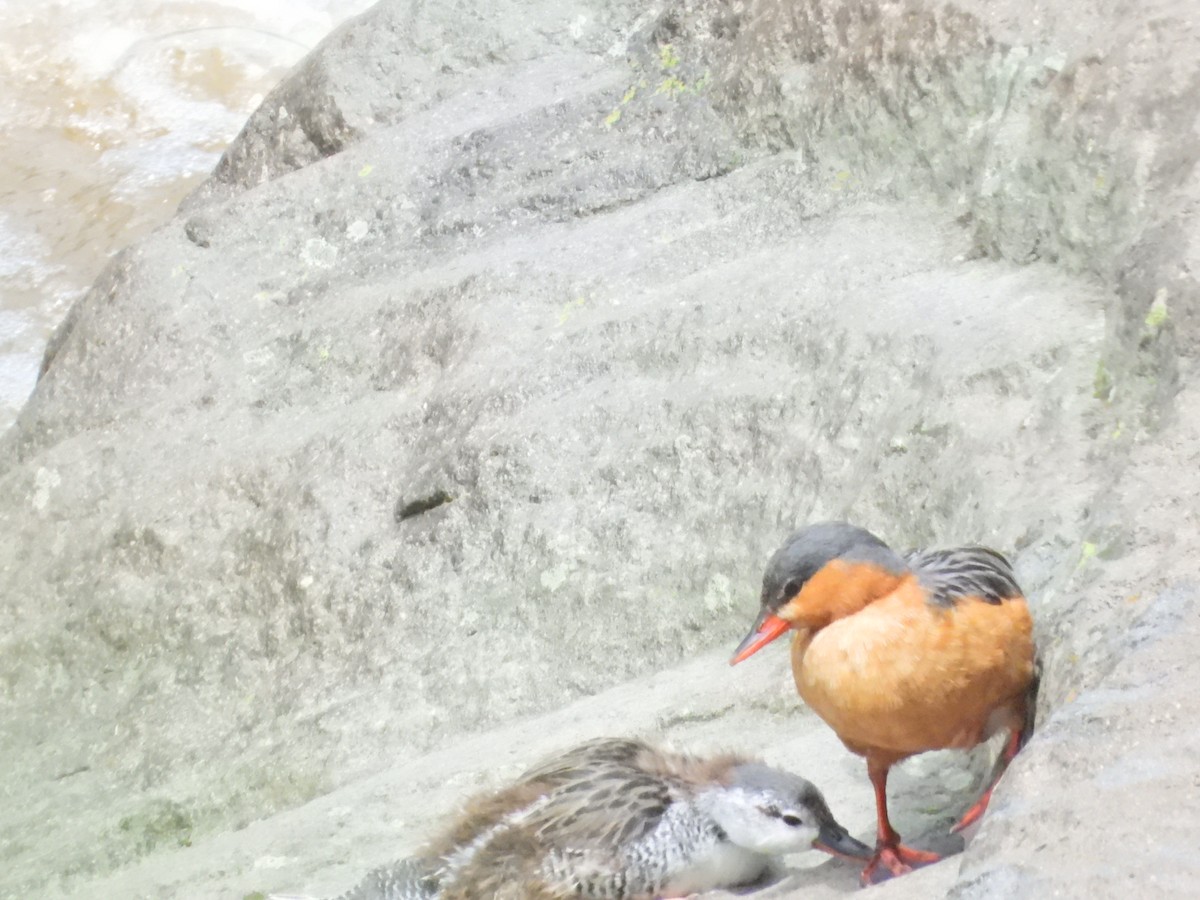 Torrent Duck - ML646086576