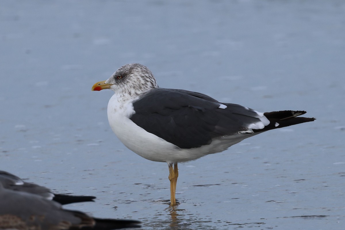 Zafferano - ML646086583