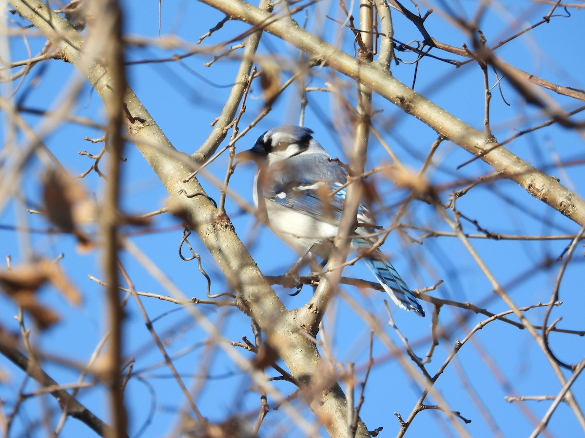 Сизойка блакитна - ML646086585