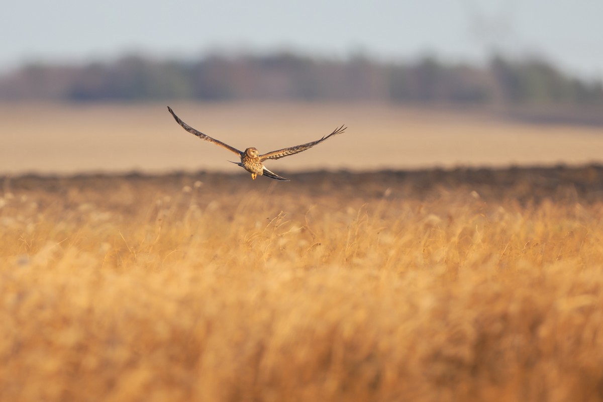 moták severoamerický - ML646086593