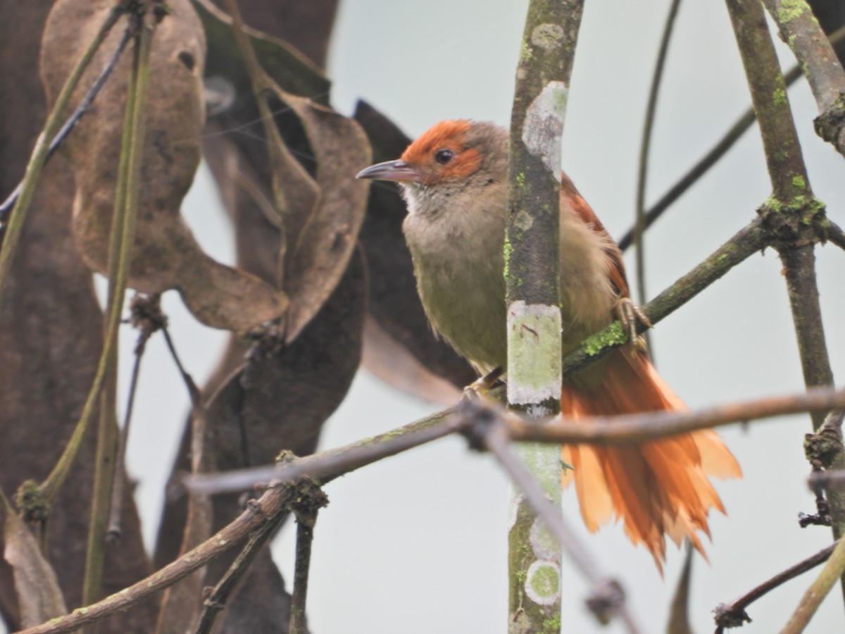 Red-faced Spinetail - ML646086606