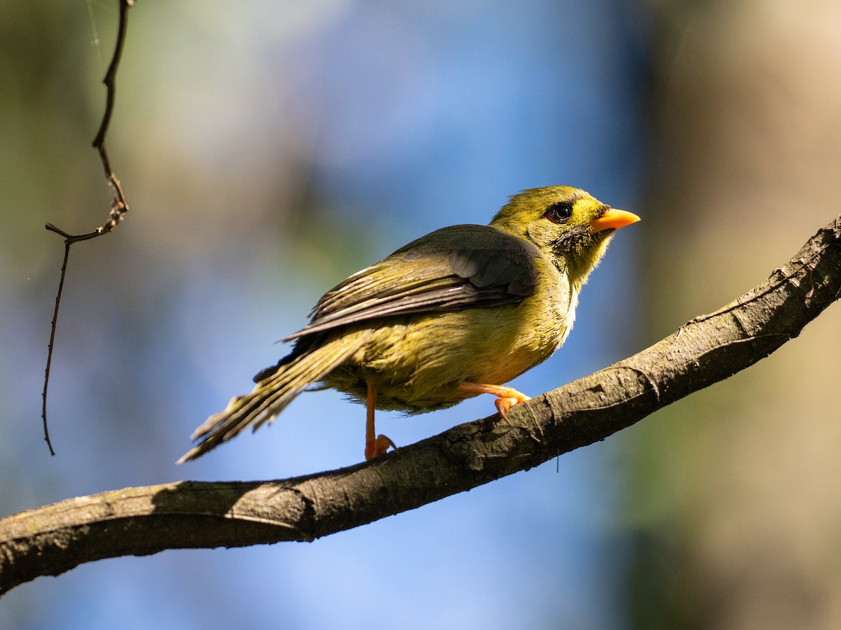 Glockenhonigfresser - ML646086615