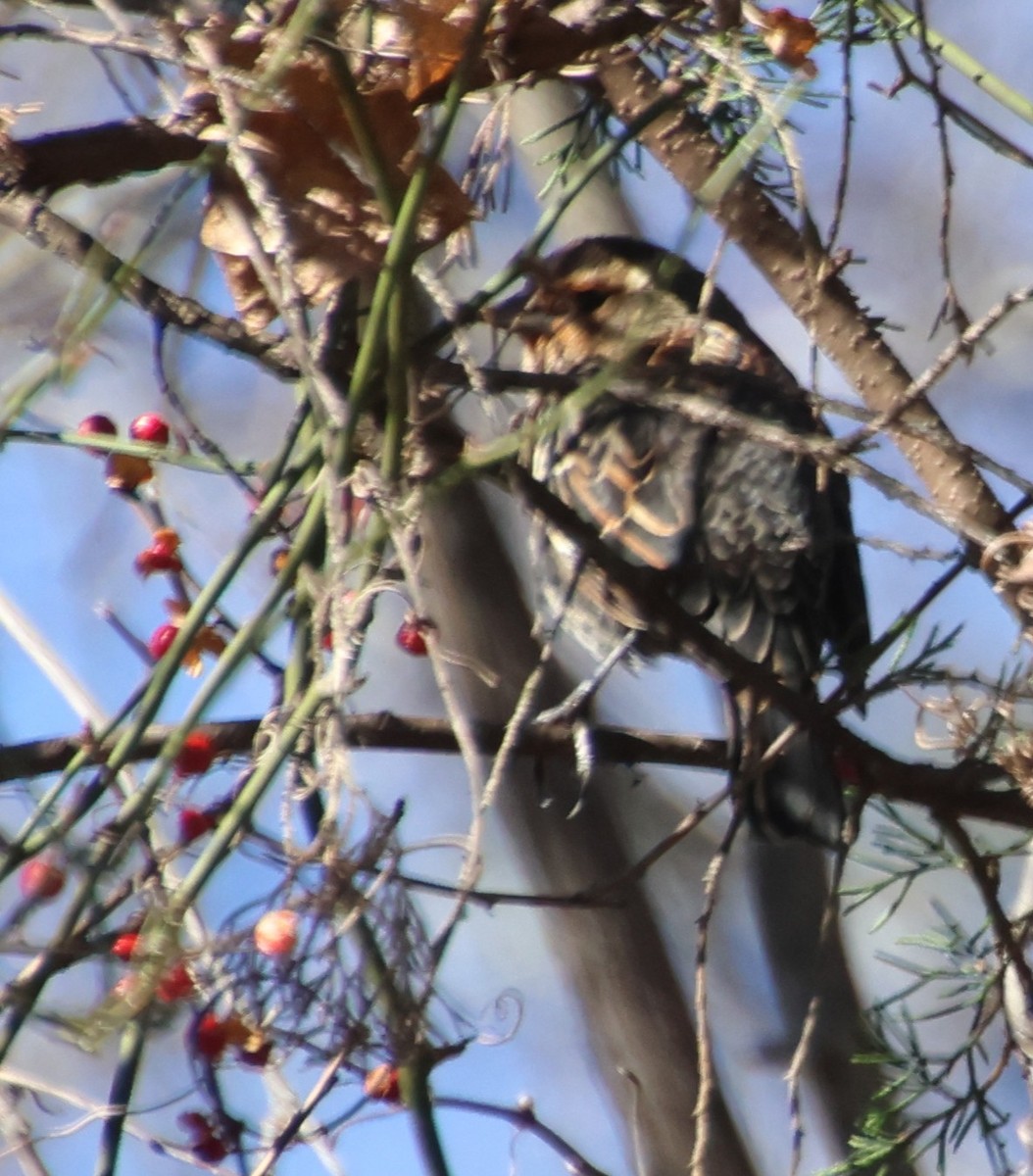 Red-winged Blackbird - ML646086616