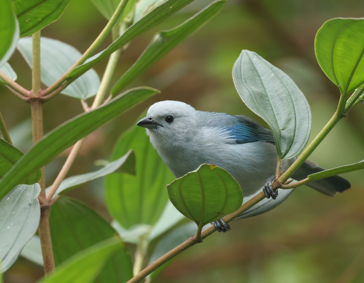 Blue-gray Tanager - ML646086617