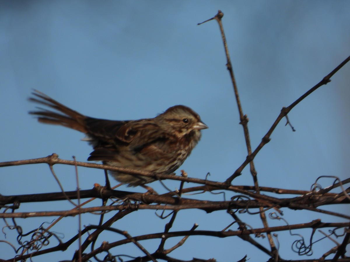 Song Sparrow - ML646086619