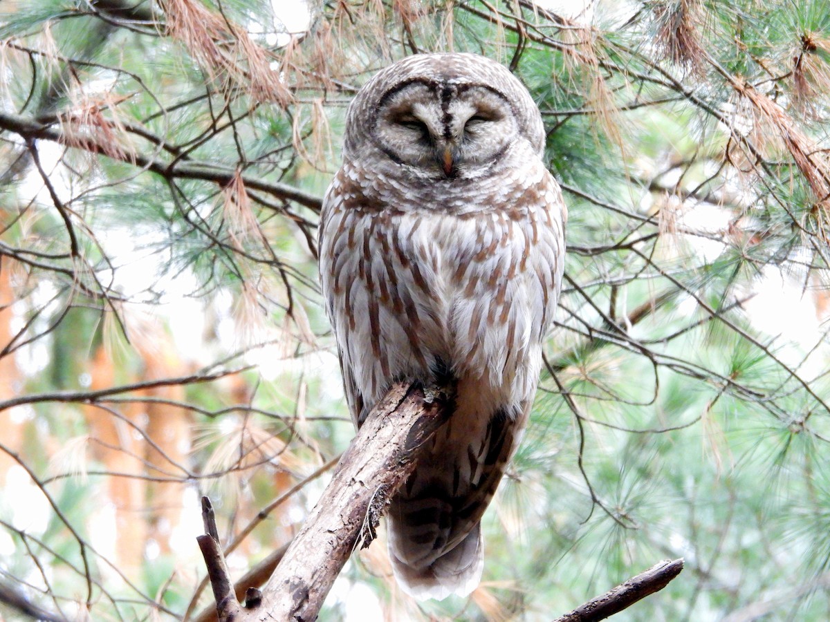 Barred Owl - ML646086628