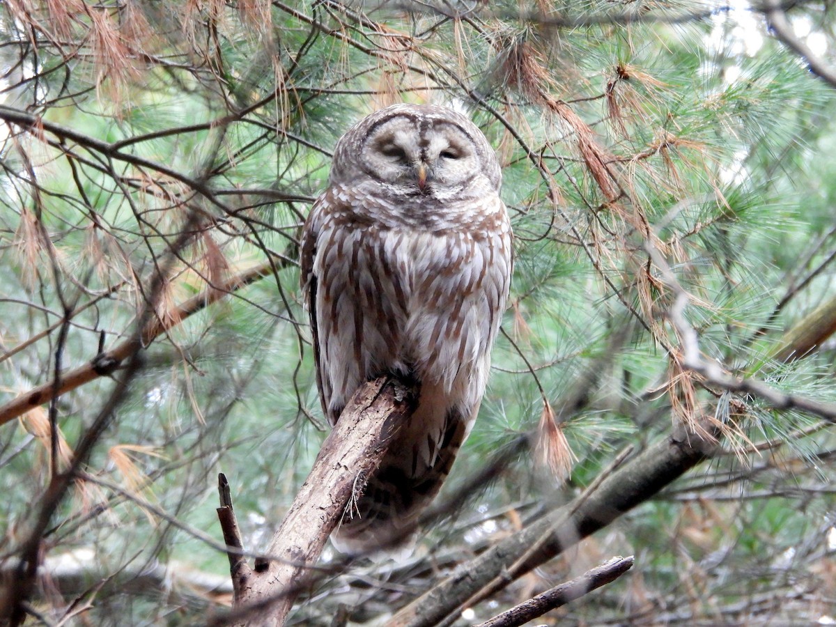 Barred Owl - ML646086629