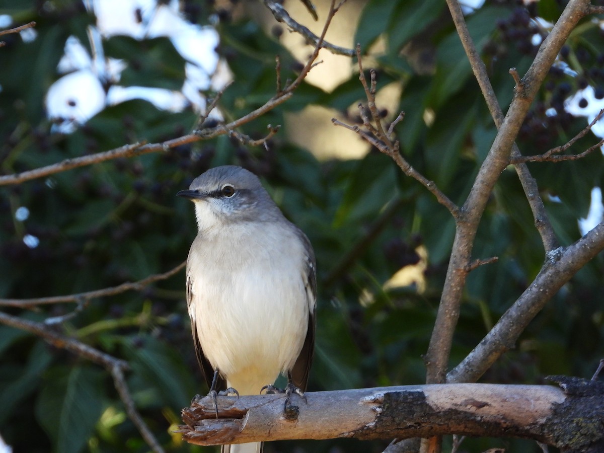 Northern Mockingbird - ML646086631