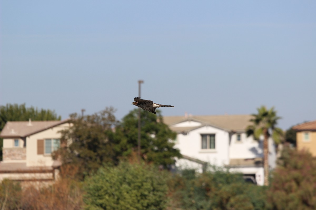 moták severoamerický - ML646086641