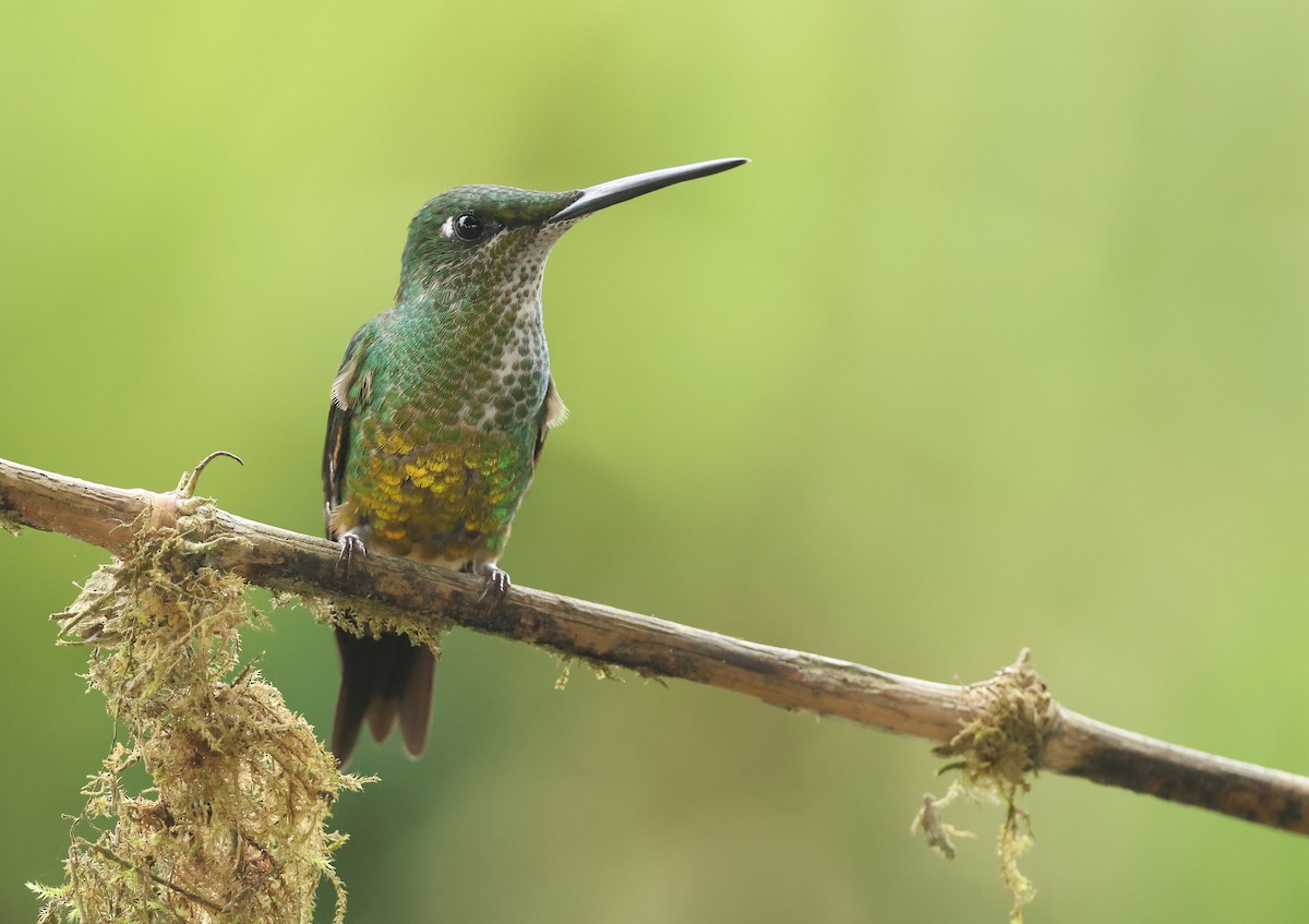 Empress Brilliant - ML646086647