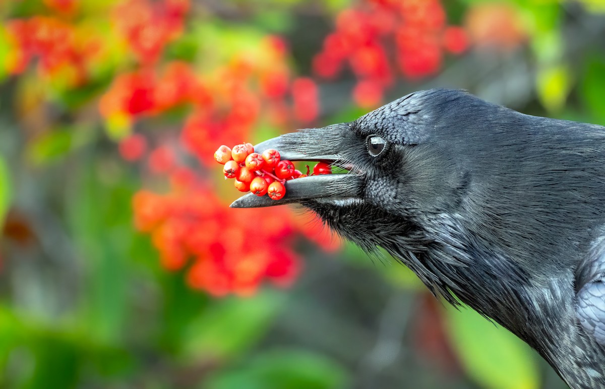 Erroi handia - ML646086648