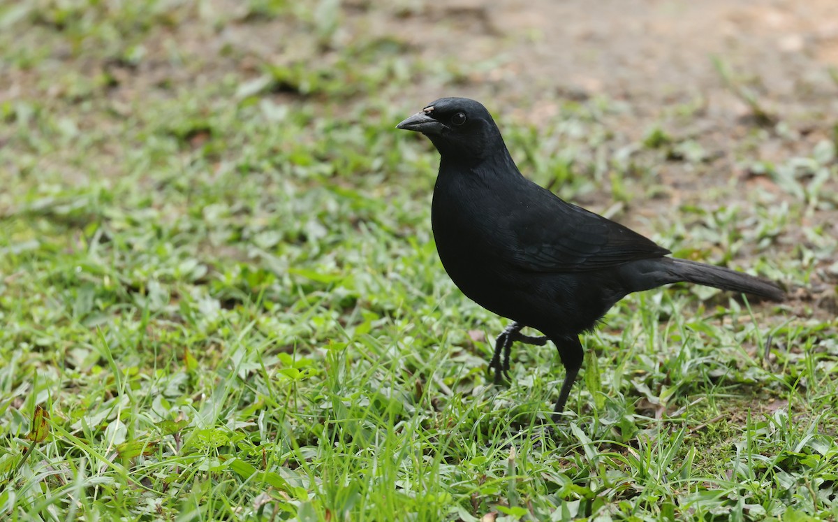 Scrub Blackbird - ML646086655