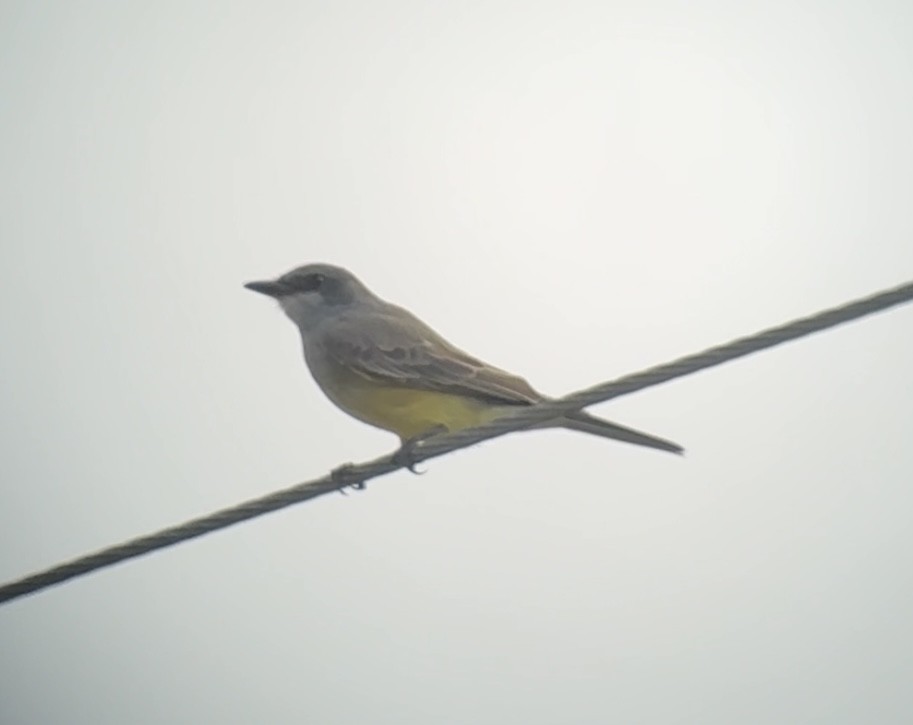 Cassin's Kingbird - ML646086659