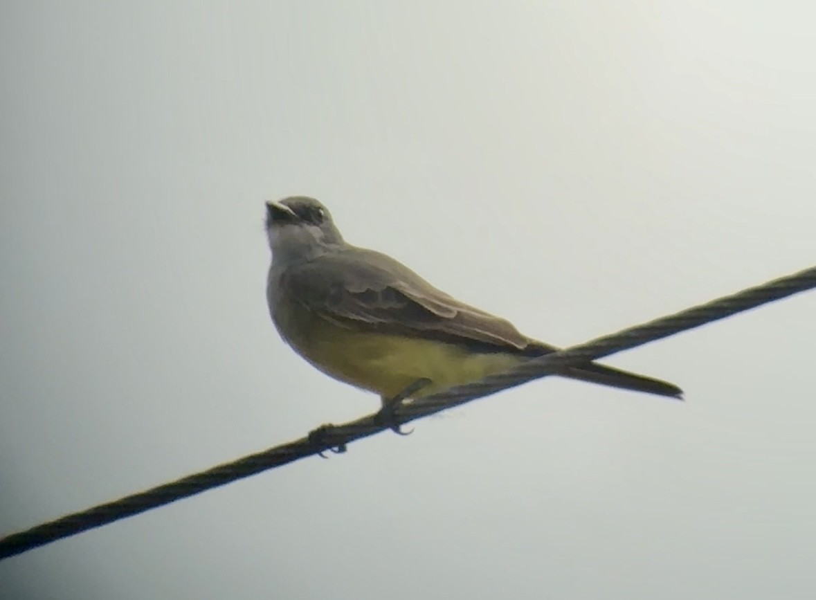 Cassin's Kingbird - ML646086660