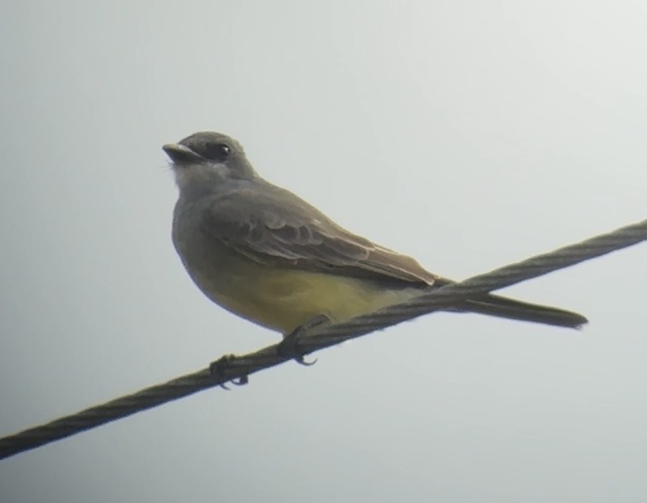 Cassin's Kingbird - ML646086661