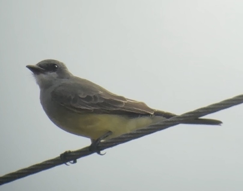 Cassin's Kingbird - ML646086662