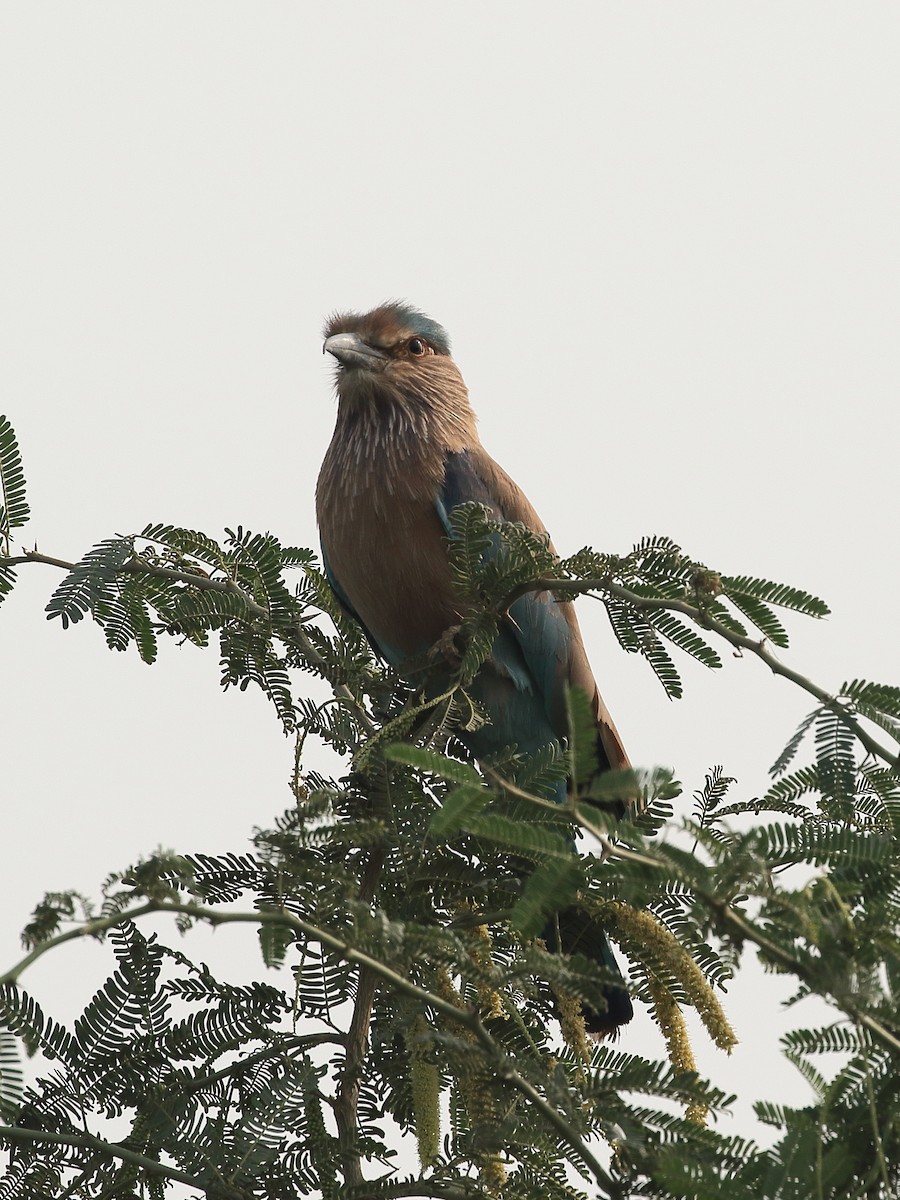 כחל הודי - ML646086668