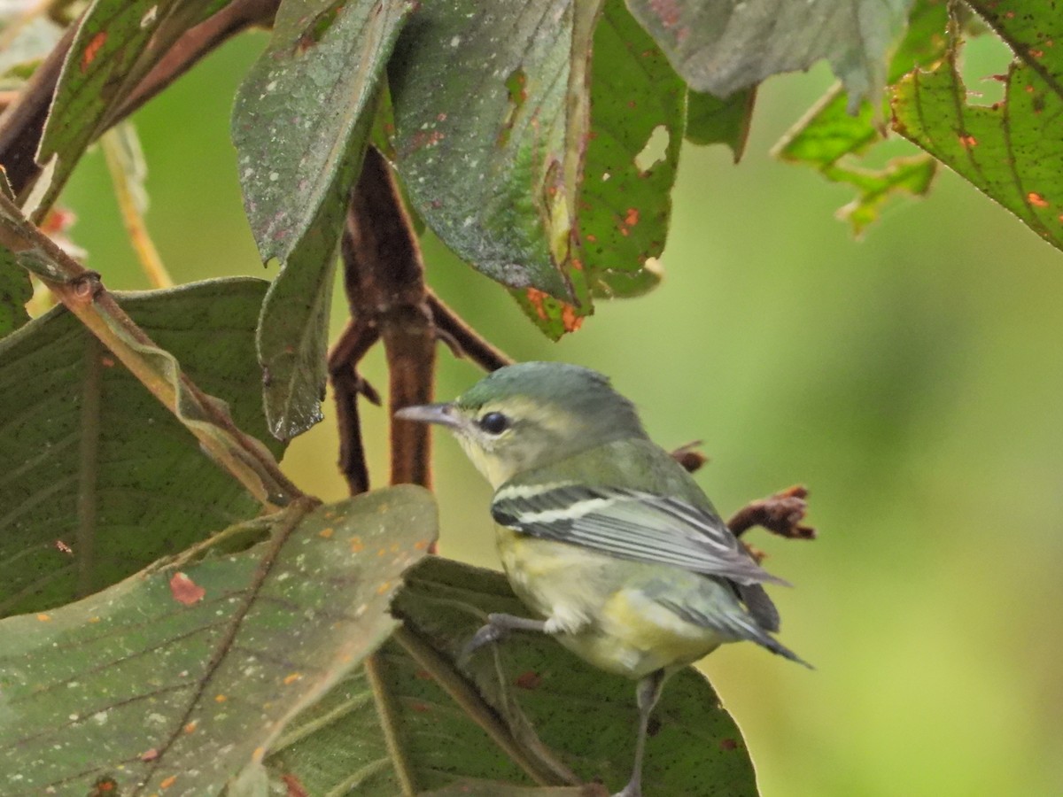 Cerulean Warbler - ML646086672