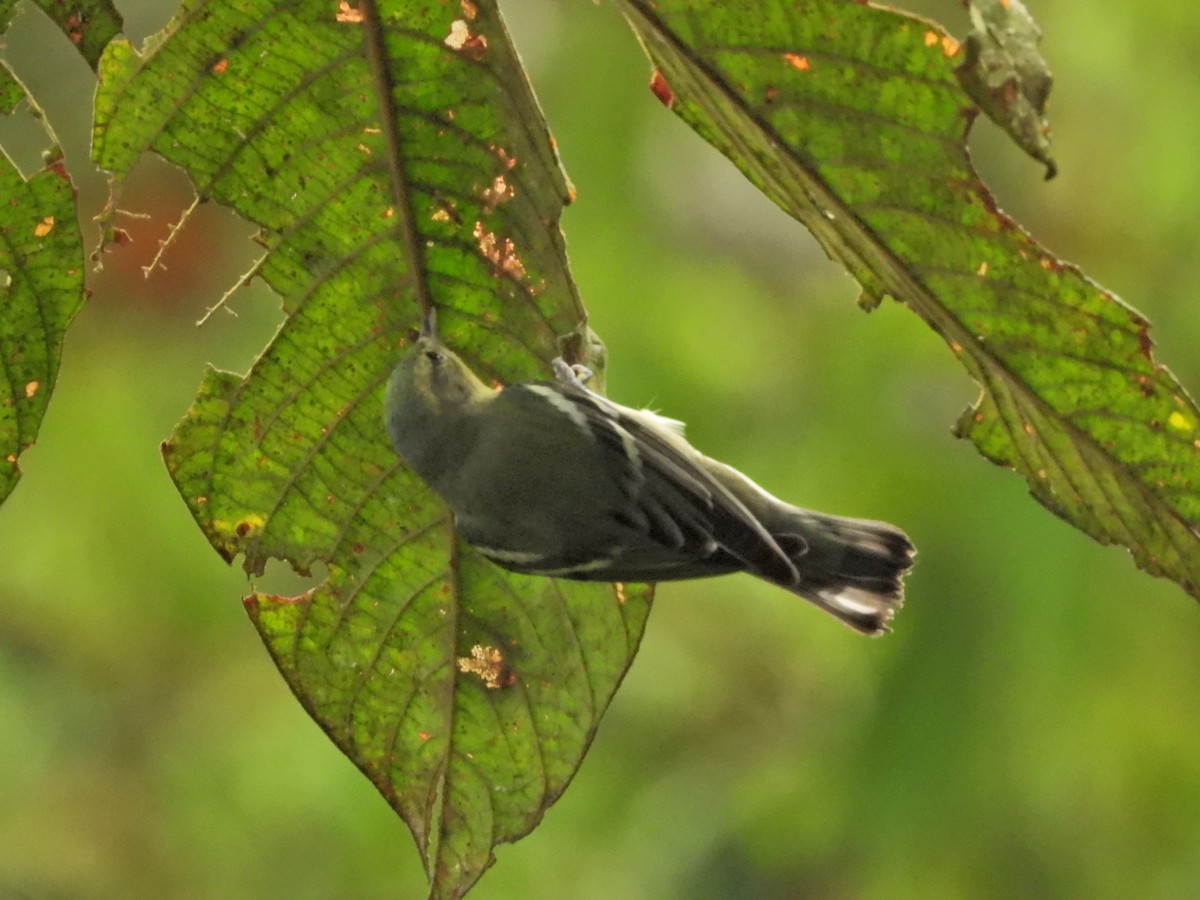Cerulean Warbler - ML646086673