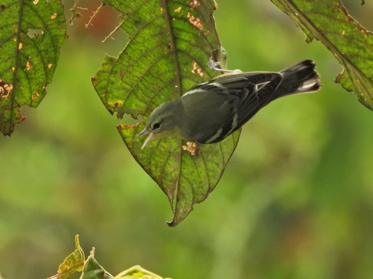Cerulean Warbler - ML646086674
